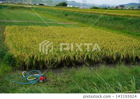 glutinous rice paddies glutinous rice paddies 143193024