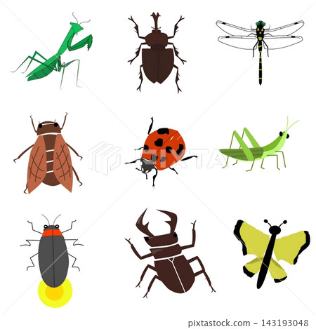 A set of realistic and cute insect illustrations A set of realistic and cute insect illustrations 143193048