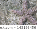 Closeup view of starfish as a real fossil on stone. 143193456
