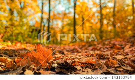 Dreamy autumn woodland soft golden bokeh fallen leaves blurred trees warm fall light mood. Wellness seasonal mindful nature. Calm cozy restorative dreamlike Dreamy autumn woodland soft golden bokeh fallen leaves blurred trees warm fall light mood. Wellness seasonal mindful nature. Calm cozy restorative dreamlike 143193794