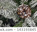 Close up of a snow-covered pine cone resting on a frosted evergreen branch in winter 143193845