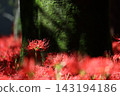 盛開的紅色珍珠 143194186