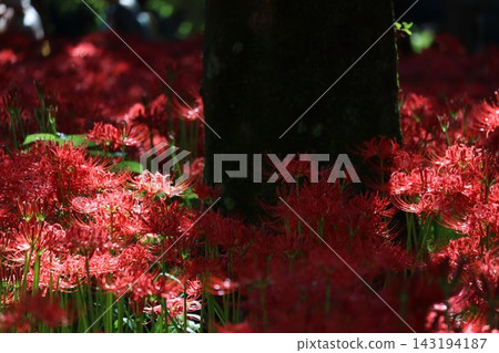 紅蜘蛛百合 紅蜘蛛百合 143194187