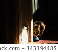Tabby cat eating bowl of food in home sunlight  143194485