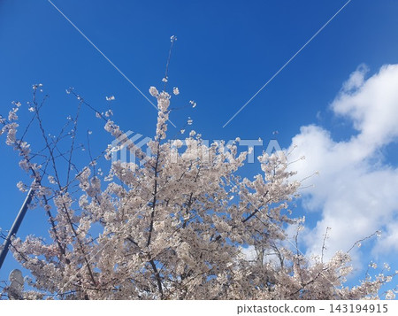 Delicate cherry blossoms cover branches in full spring bloom, contrasting with a vivid blue sky and soft white clouds. Fresh, airy scene evokes renewal, beauty, calm, and outdoor springtime atmosphere Delicate cherry blossoms cover branches in full spring bloom, contrasting with a vivid blue sky and soft white clouds. Fresh, airy scene evokes renewal, beauty, calm, and outdoor springtime atmosphere 143194915