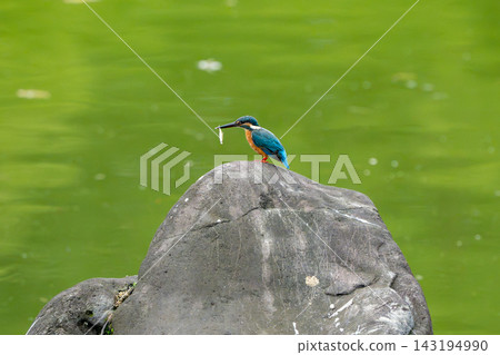 翠鳥捕獲一條小魚 翠鳥捕獲一條小魚 143194990
