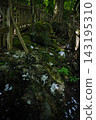 Tamaki Shrine of Tamaki Shrine Tamaki Shrine of Tamaki Shrine 143195310