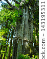 Tamaki Shrine, a place you can only visit if you are invited. Tamaki Shrine, a place you can only visit if you are invited. 143195311