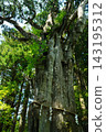 Tamaki Shrine, a place you can only visit if you are invited. Tamaki Shrine, a place you can only visit if you are invited. 143195312
