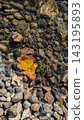 Top-down view of golden-yellow oak leaf resting on smooth, wet rocks in shallow stream 143195893