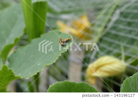 Cucumber beetles mating Cucumber beetles mating 143196127