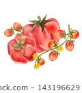 Watercolor composition of various red tomato varieties, isolated. Hand-drawn illustration of juicy, ripe vegetables for use in store displays, food-related contexts, and packaging design. 143196629