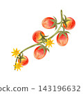 Red cherry tomatoes on the vine, isolated watercolor composition. Hand-drawn illustration of juicy, ripe vegetables for store, food product, and packaging design. 143196632