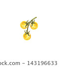 Yellow tomatoes on the vine, isolated watercolor composition. Illustration of juicy, ripe vegetables, hand-drawn for store or food-related designs. 143196633