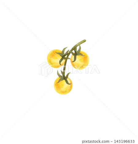 Yellow tomatoes on the vine, isolated watercolor composition. Illustration of juicy, ripe vegetables, hand-drawn for store or food-related designs. 143196633