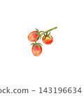 Red cherry tomatoes on the vine, isolated watercolor composition. Hand-drawn illustration of juicy, ripe vegetables for grocery store, market, or packaging design. 143196634