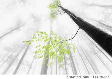 Misty forest with fresh green leaves and dramatic tree trunk Misty forest with fresh green leaves and dramatic tree trunk 143196653