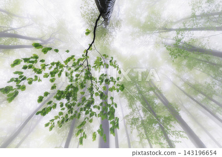 Misty forest canopy with fresh green leaves and tall trees Misty forest canopy with fresh green leaves and tall trees 143196654