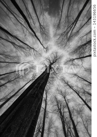 Misty forest with bare trees in black and white 143196656