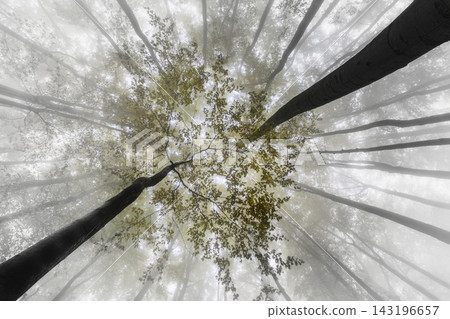 Misty forest with autumn leaves and tall trees Misty forest with autumn leaves and tall trees 143196657