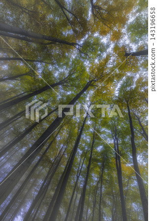 Autumn forest canopy with colorful leaves and tall trees Autumn forest canopy with colorful leaves and tall trees 143196658