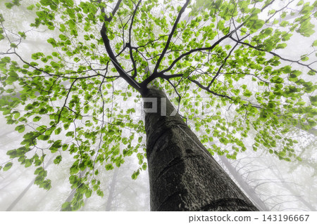 Green forest canopy with fresh leaves and tall tree trunk Green forest canopy with fresh leaves and tall tree trunk 143196667