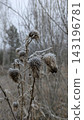 Dry thistle plant covered in white frost on cold winter day 143196781