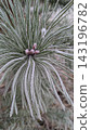 Close-up of pine needles and small buds covered in white hoarfrost on cold day. Perfect for winter nature backgrounds, holiday designs, seasonal cold weather concepts 143196782