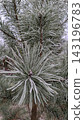 Pine branch needles covered in delicate white frost during cold weather. Winter nature background, Christmas seasonal design, natural texture 143196783