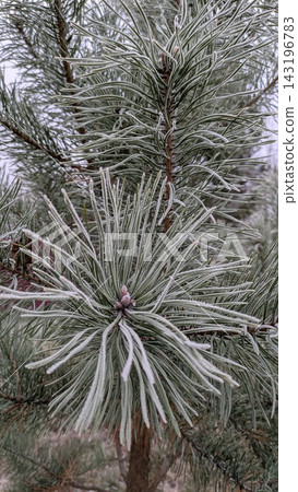 Pine branch needles covered in delicate white frost during cold weather. Winter nature background, Christmas seasonal design, natural texture Pine branch needles covered in delicate white frost during cold weather. Winter nature background, Christmas seasonal design, natural texture 143196783