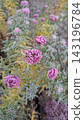 Pink aster flowers covered in delicate white frost during late autumn freeze. Ideal for cold weather, early winter, nature and seasonal floral background concepts 143196784