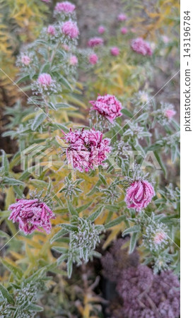 Pink aster flowers covered in delicate white frost during late autumn freeze. Ideal for cold weather, early winter, nature and seasonal floral background concepts 143196784
