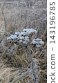 Close-up of dry plant covered in delicate white frost during cold weather. Winter nature background, seasonal climate concept, peaceful natural design 143196785