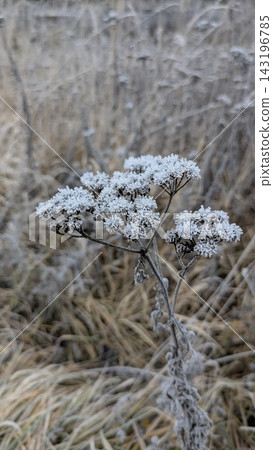Close-up of dry plant covered in delicate white frost during cold weather. Winter nature background, seasonal climate concept, peaceful natural design Close-up of dry plant covered in delicate white frost during cold weather. Winter nature background, seasonal climate concept, peaceful natural design 143196785