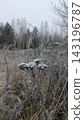 Frost-covered dry plant in cold winter field against hazy forest background 143196787