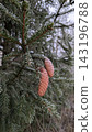 Pine cones on frost-covered evergreen branches in winter forest 143196788