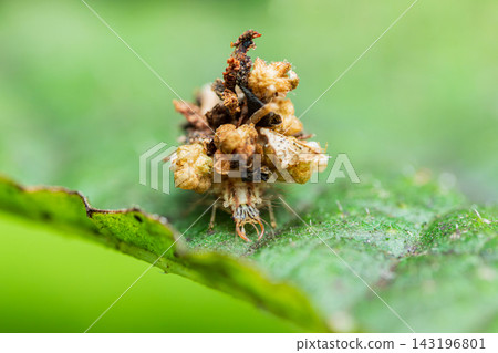 A lacewing larva walking on a leaf, carrying garbage on its back. 143196801
