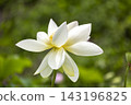 蓮花 143196825