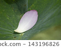 蓮花瓣 143196826