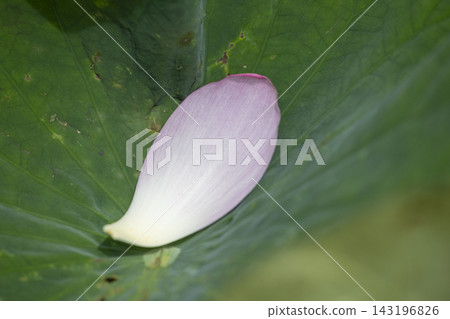 蓮花瓣 143196826