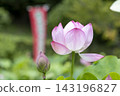 蓮花 143196827