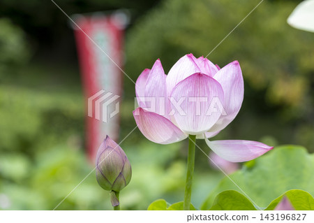 蓮花 蓮花 143196827
