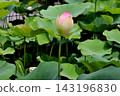 蓮花芽和葉 143196830