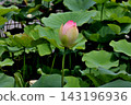 蓮花芽和葉 143196936