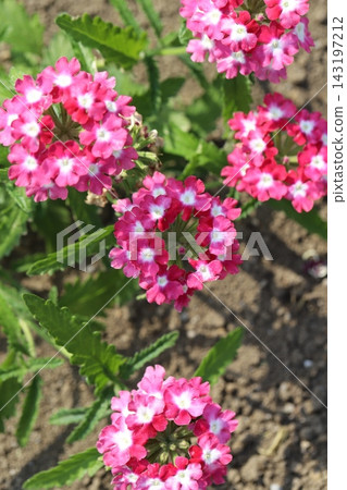春天，公園花園裡盛開著外層花瓣粉紅色、花心白色的馬鞭草花。 143197212