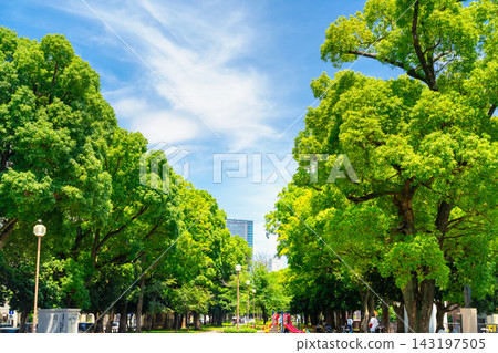 橫濱大通公園：藍天綠樹 143197505