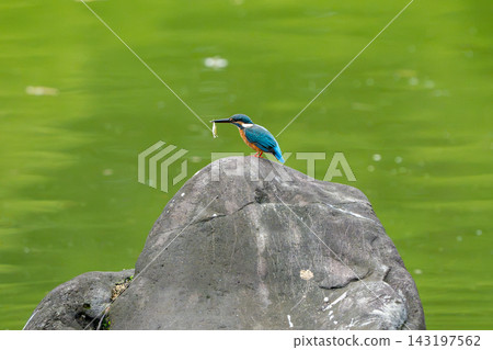 Kingfisher catching a small fish Kingfisher catching a small fish 143197562