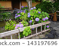 hydrangea   143197696
