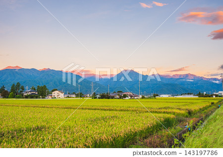 The sunrise sky, the Northern Alps, and ripe rice paddies [Azumino] 143197786