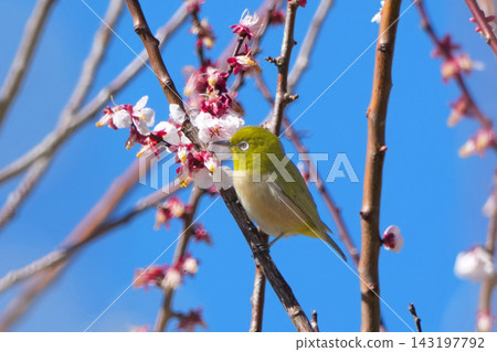 White-eye White-eye 143197792